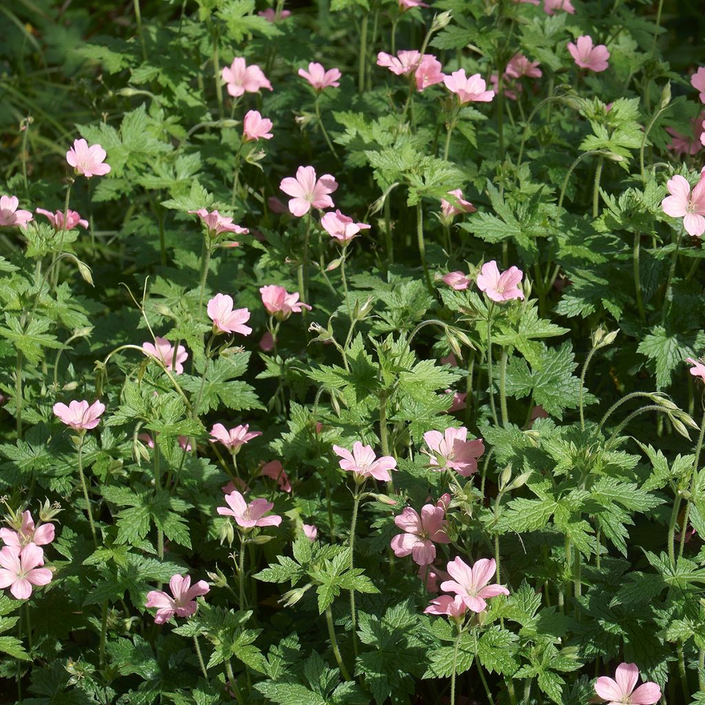 Espanjankurjenpolvi - Geranium endressii