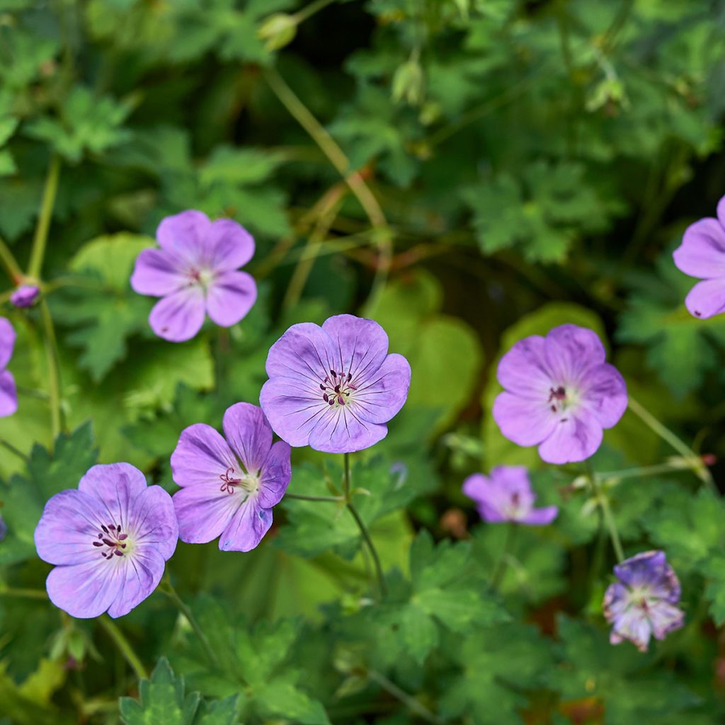 Idänkurjenpolvi - Geranium himalayense
