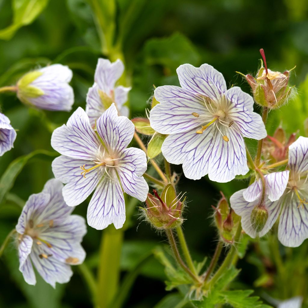 Turkinkurjenpolvi White Zigana
