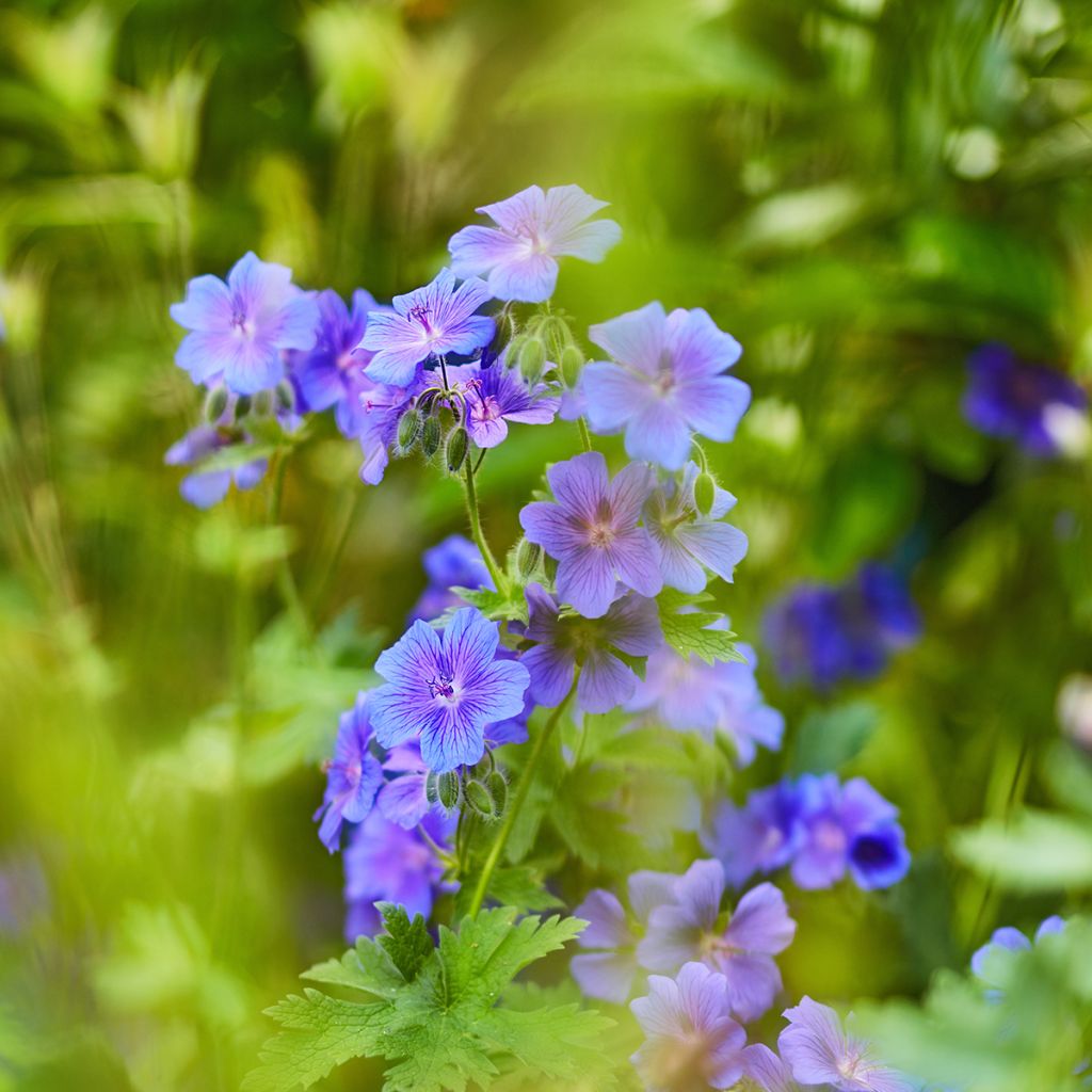 Turkinkurjenpolvi - Geranium ibericum