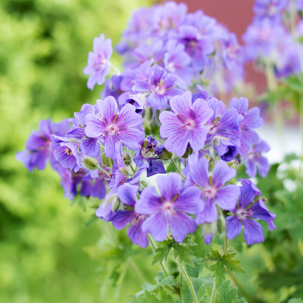 Turkinkurjenpolvi - Geranium ibericum