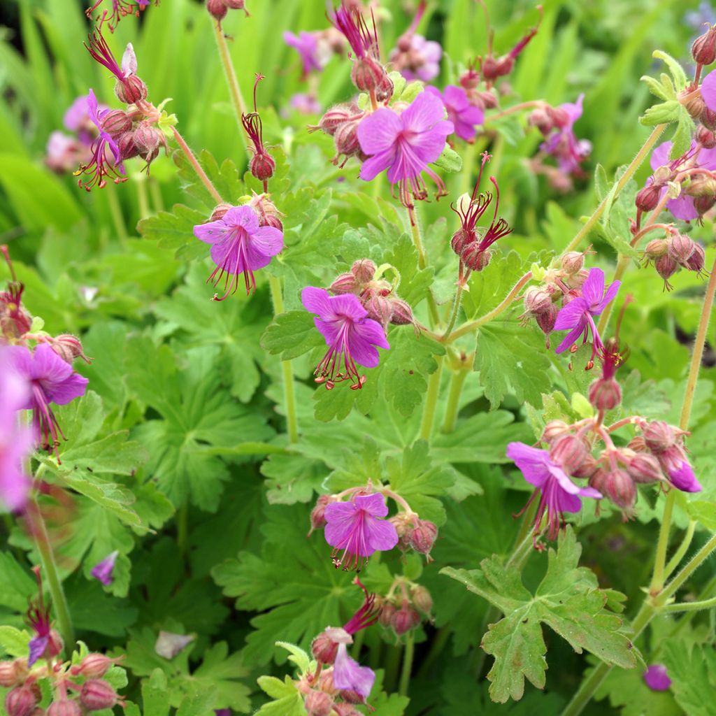 Tuoksukurjenpolvi Bevan s Variety