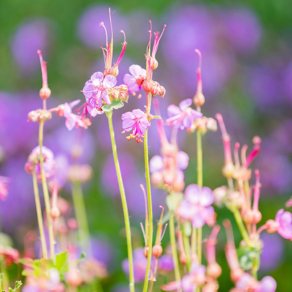 Tuoksukurjenpolvi - Geranium macrorrhizum