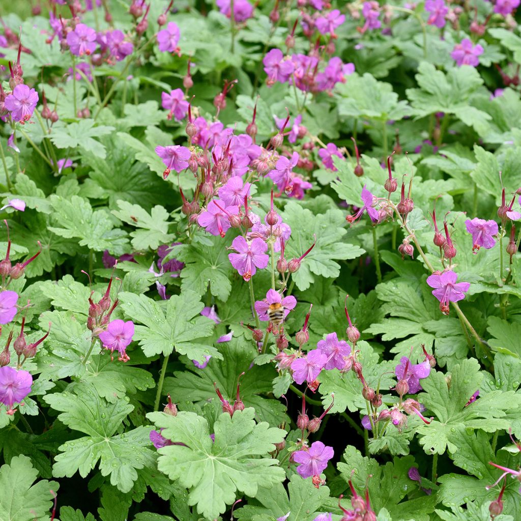Tuoksukurjenpolvi - Geranium macrorrhizum