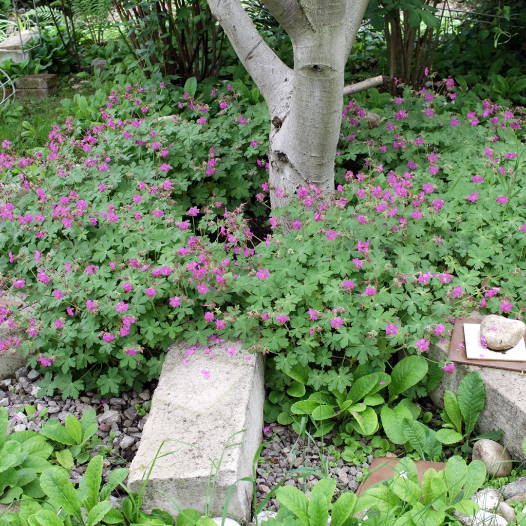 Tuoksukurjenpolvi - Geranium macrorrhizum