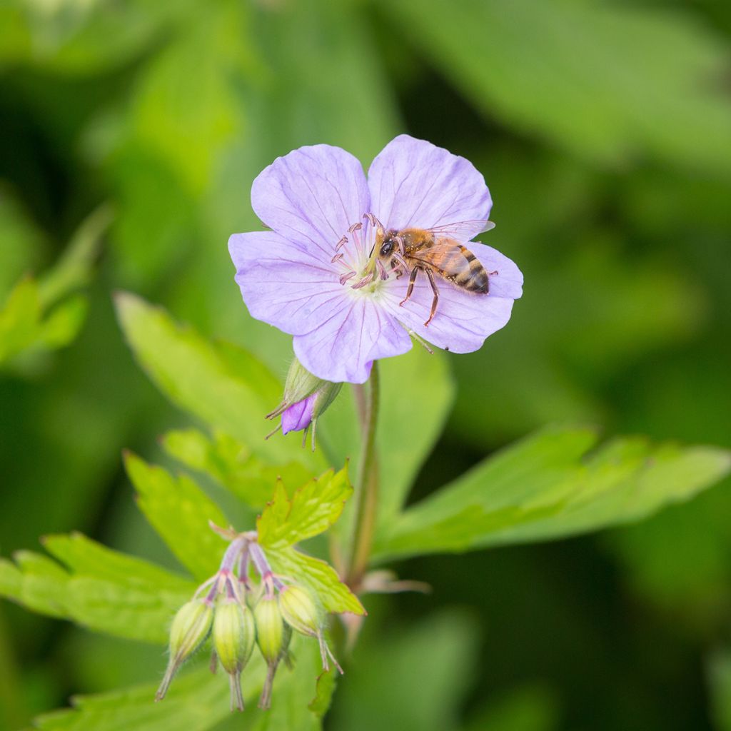 Täpläkurjenpolvi - Geranium maculatum