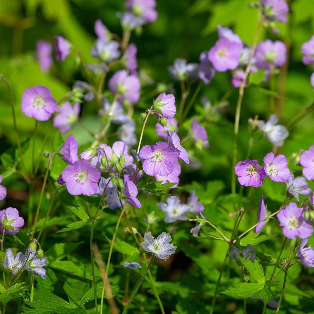 Täpläkurjenpolvi - Geranium maculatum