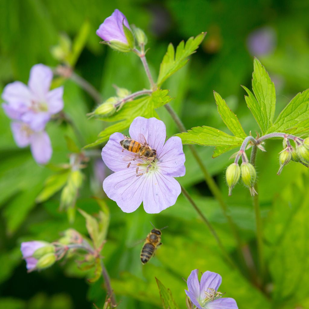 Täpläkurjenpolvi - Geranium maculatum
