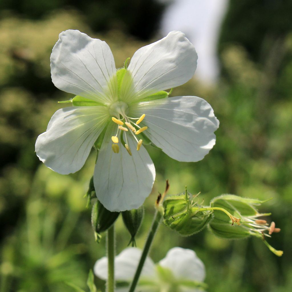 Täpläkurjenpolvi - Geranium maculatum var.album