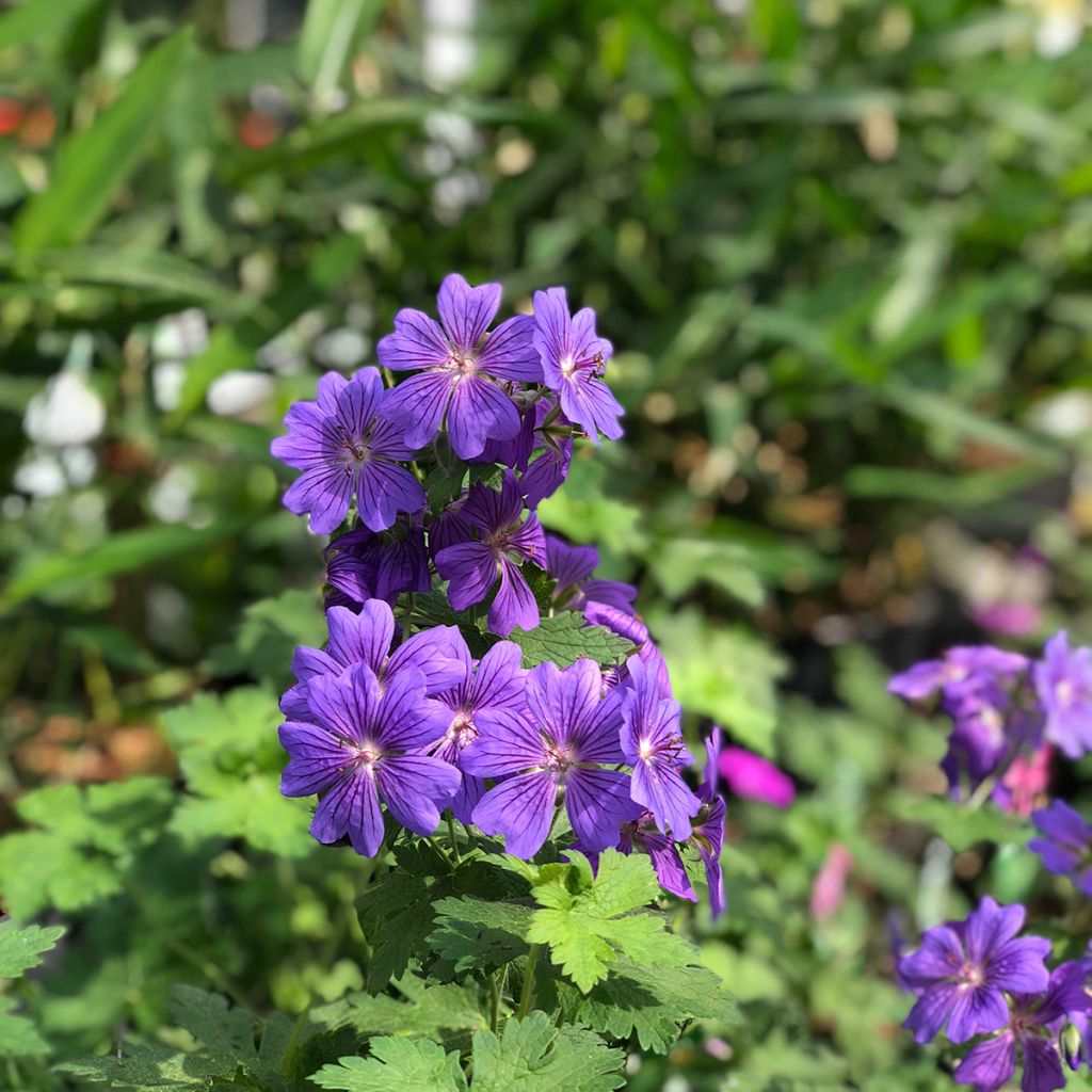 Tarhakurjenpolvi Rosemoor