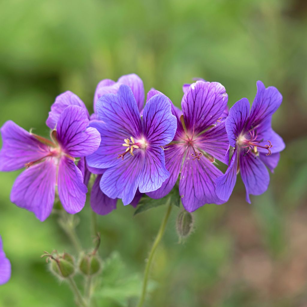 Tarhakurjenpolvi - Geranium x magnificum