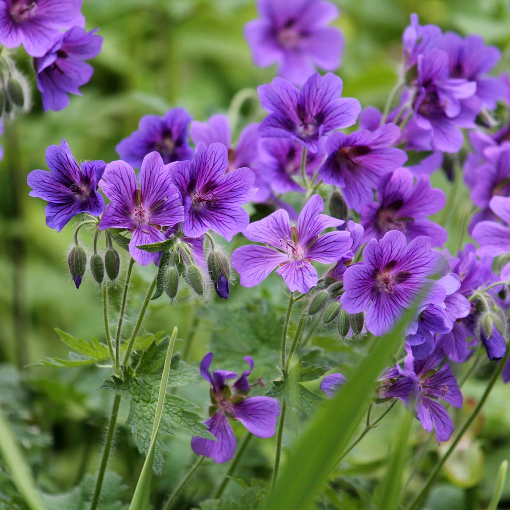 Tarhakurjenpolvi - Geranium x magnificum