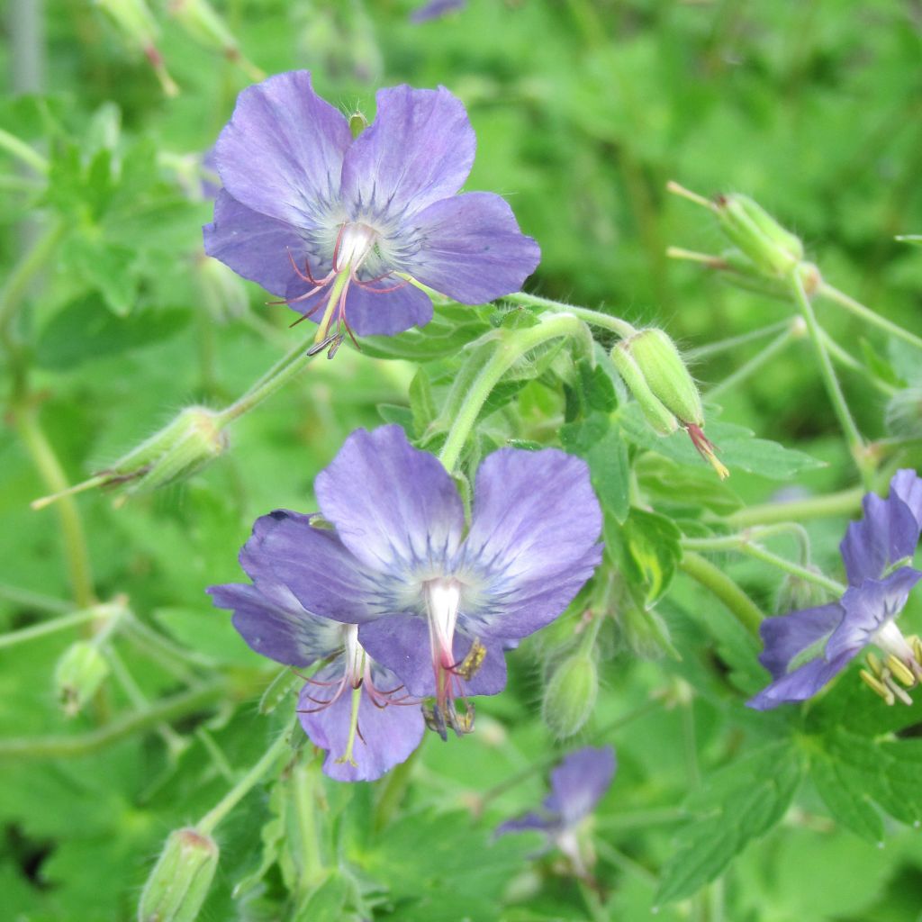 Geranium vivace monacense var Anglicum - Géranium vivace hybride