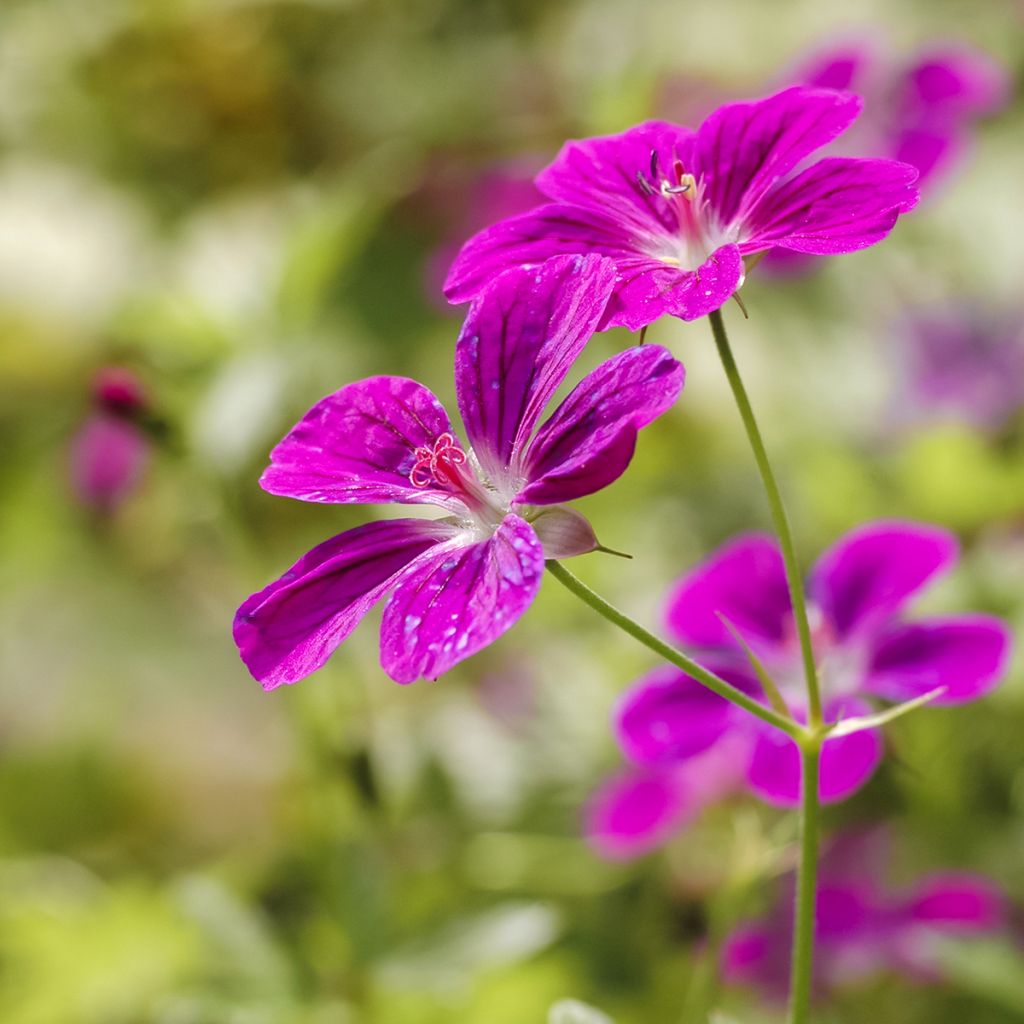 Ojakurjenpolvi - Geranium palustre