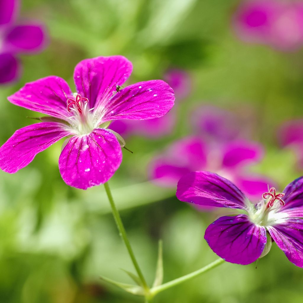 Ojakurjenpolvi - Geranium palustre
