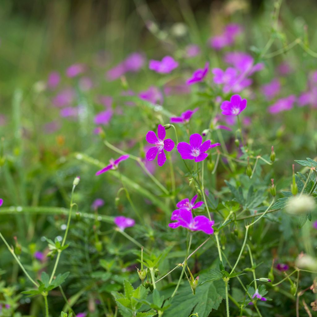 Ojakurjenpolvi - Geranium palustre