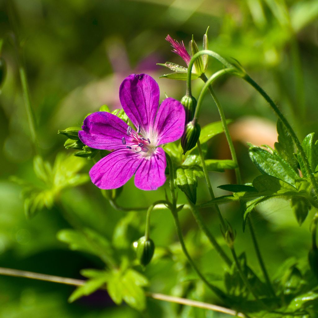 Ojakurjenpolvi - Geranium palustre