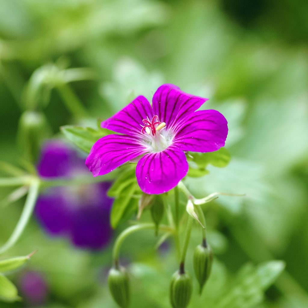Ojakurjenpolvi - Geranium palustre