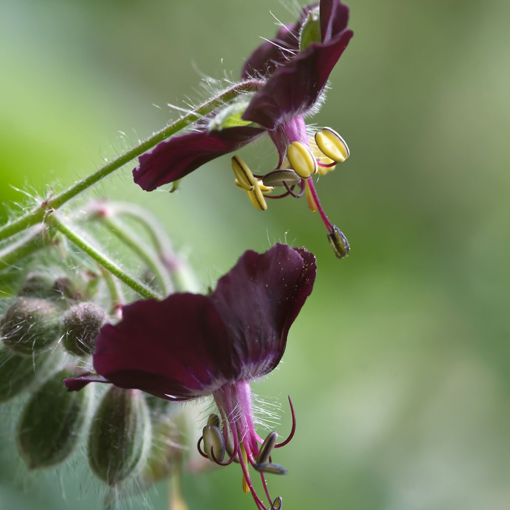 Tummakurjenpolvi Mourning Widow