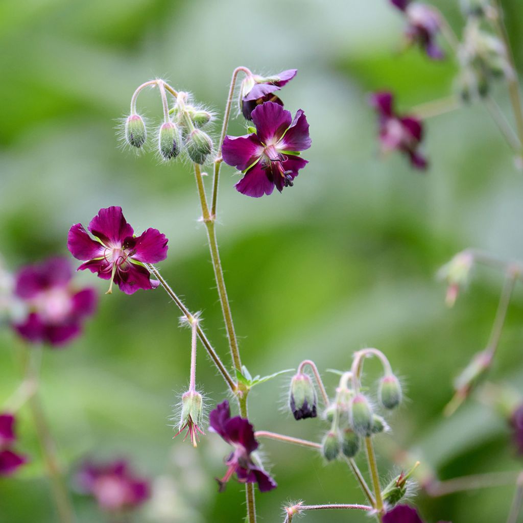 Tummakurjenpolvi - Geranium phaeum