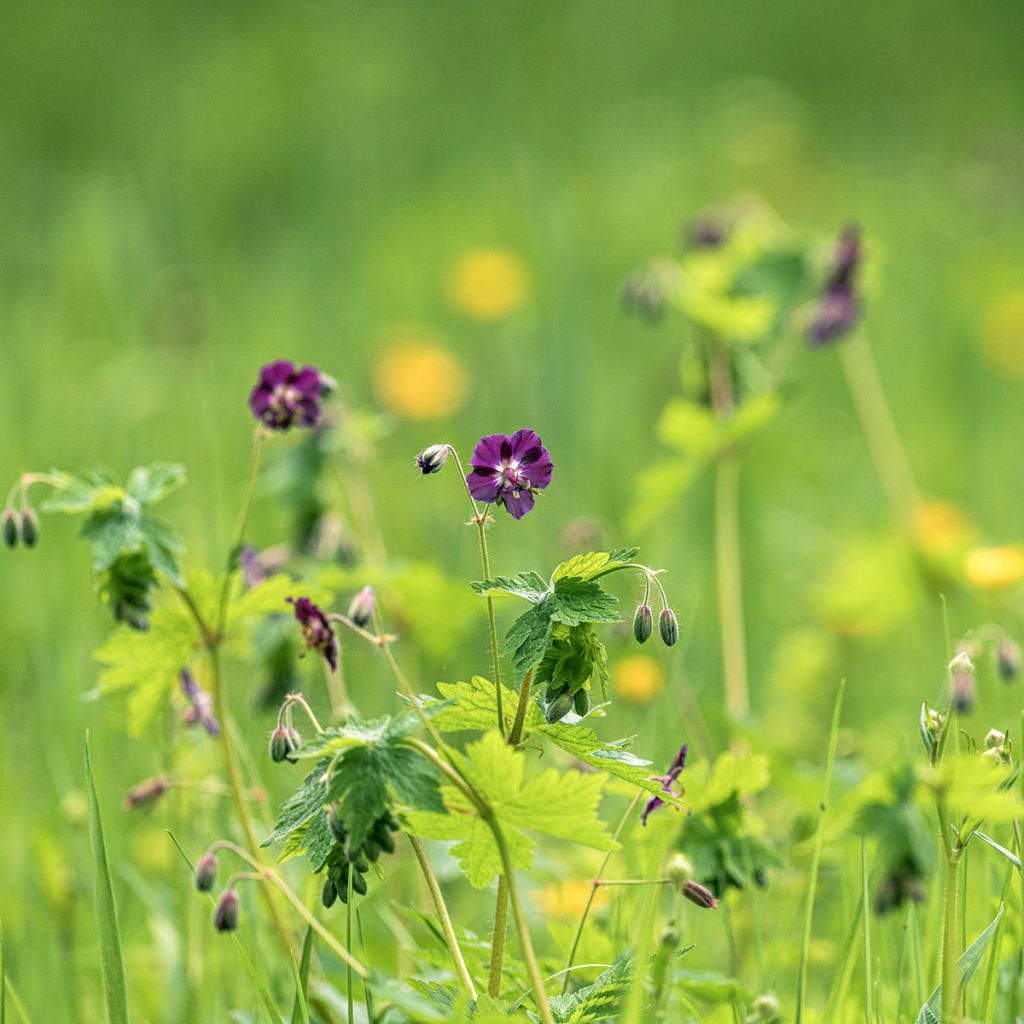 Tummakurjenpolvi - Geranium phaeum