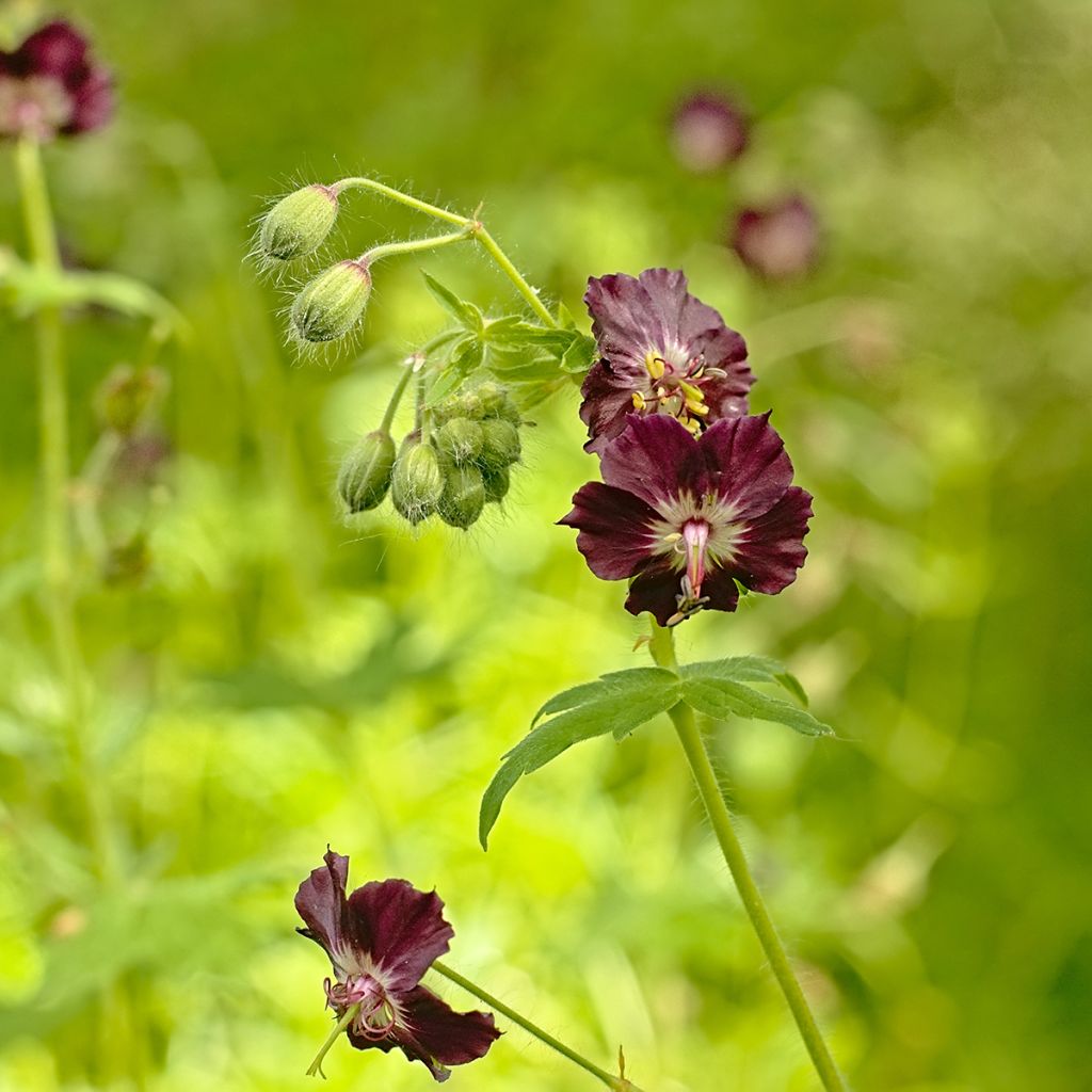 Tummakurjenpolvi - Geranium phaeum