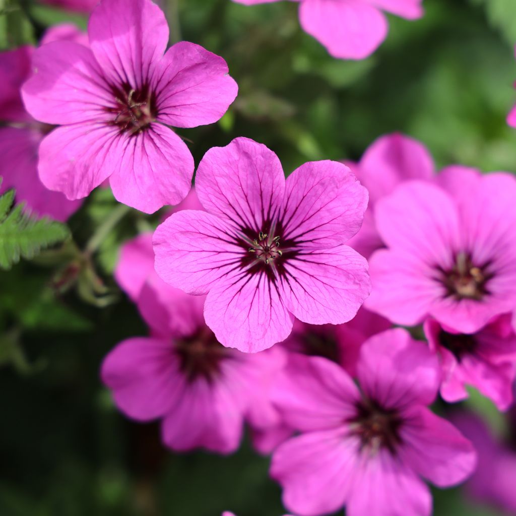 Armeniankurjenpolvi - Geranium psilostemon