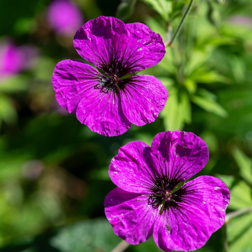 Armeniankurjenpolvi - Geranium psilostemon