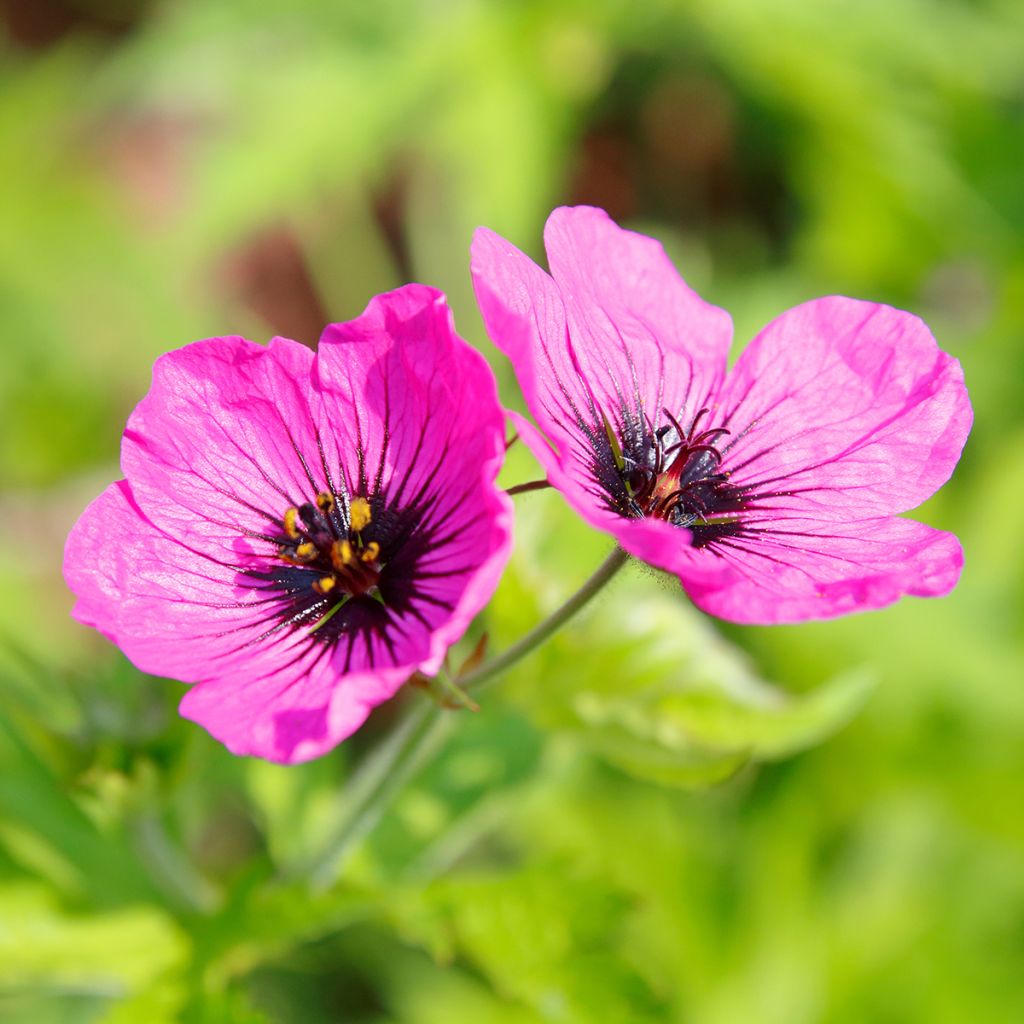 Armeniankurjenpolvi - Geranium psilostemon