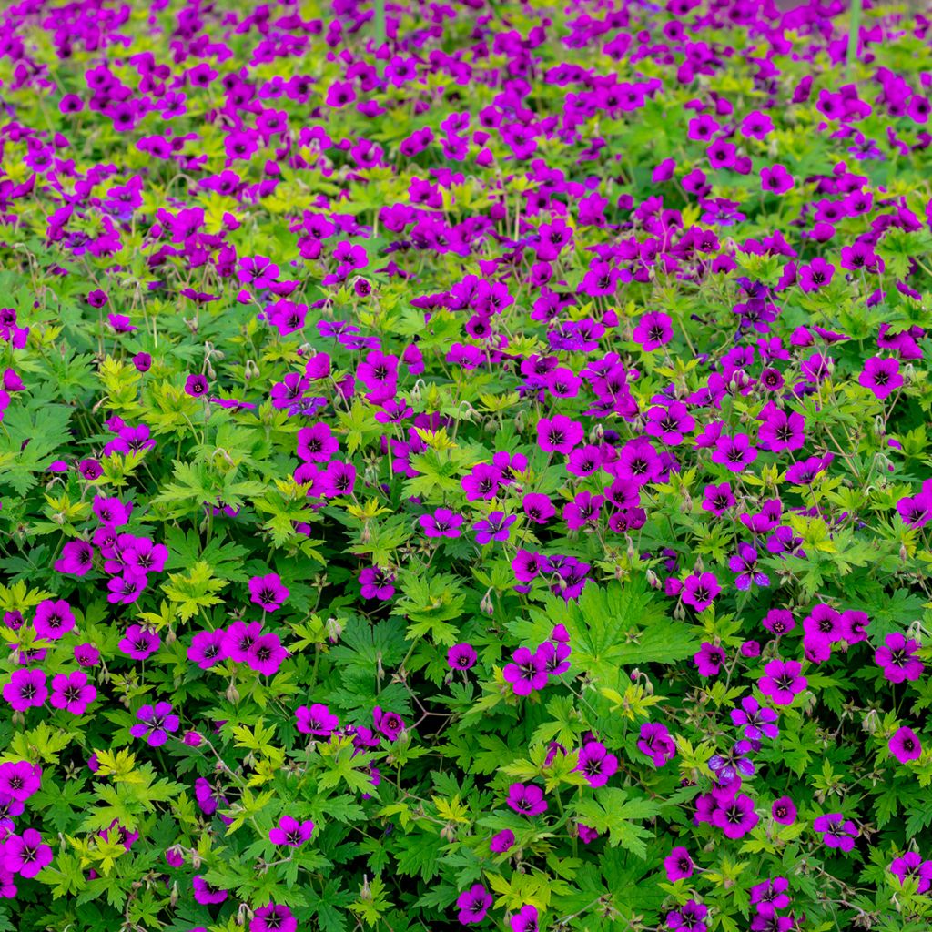 Armeniankurjenpolvi - Geranium psilostemon
