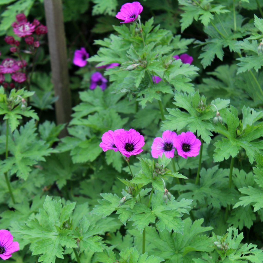 Armeniankurjenpolvi - Geranium psilostemon