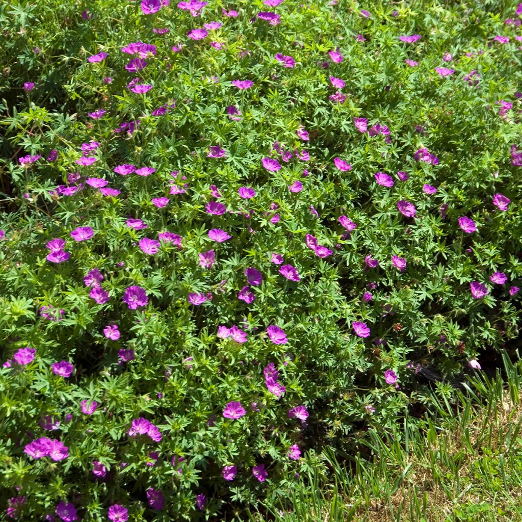 Verikurjenpolvi Compactum