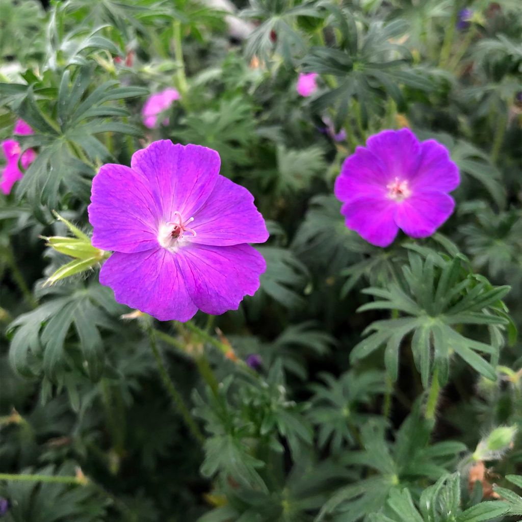 Verikurjenpolvi - Geranium sanguineum