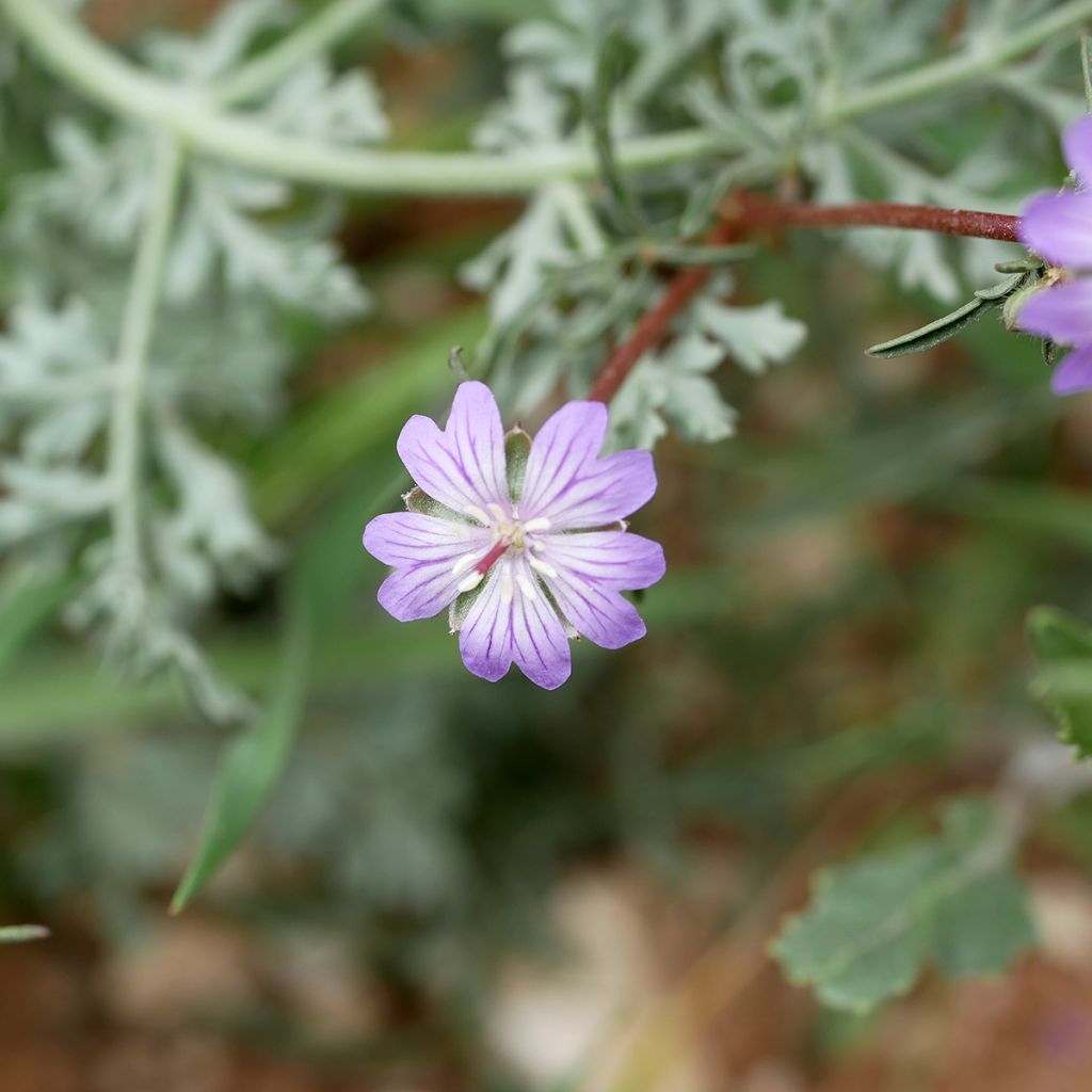 Mukulakurjenpolvi - Geranium tuberosum