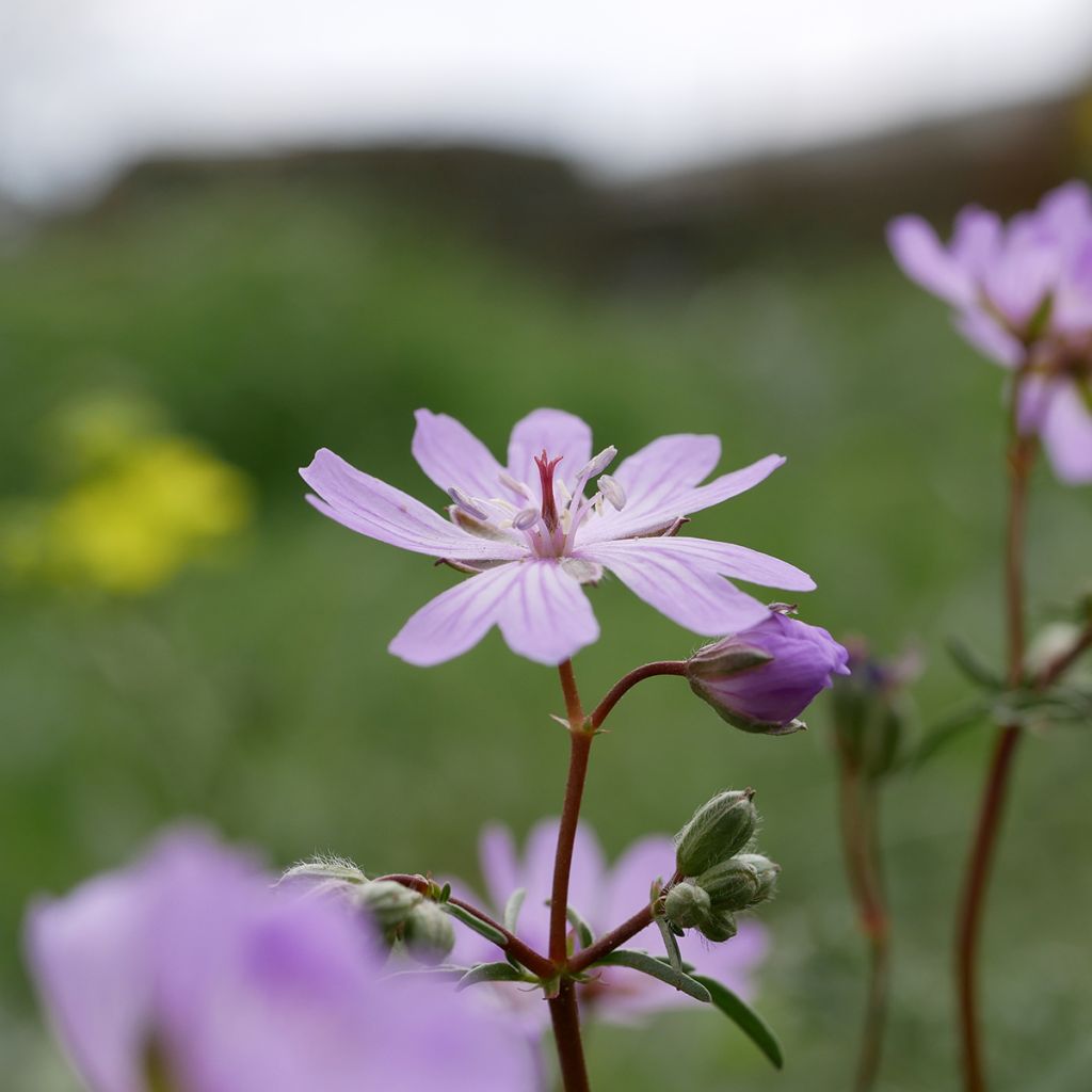 Mukulakurjenpolvi - Geranium tuberosum