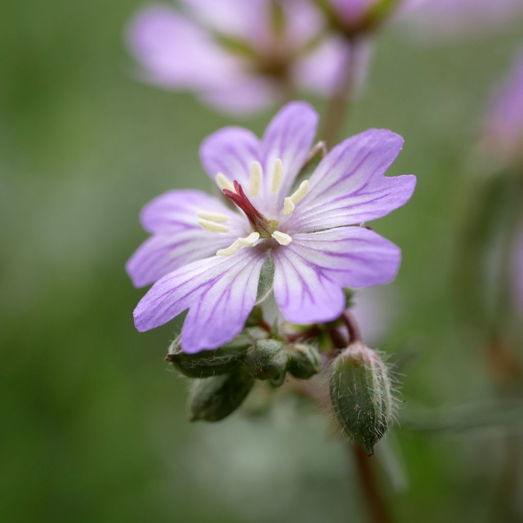 Mukulakurjenpolvi - Geranium tuberosum
