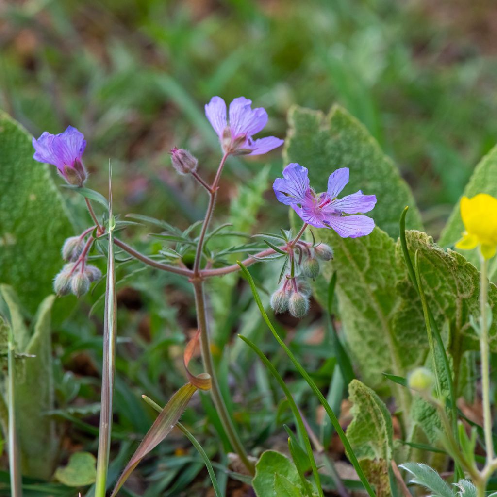 Mukulakurjenpolvi - Geranium tuberosum