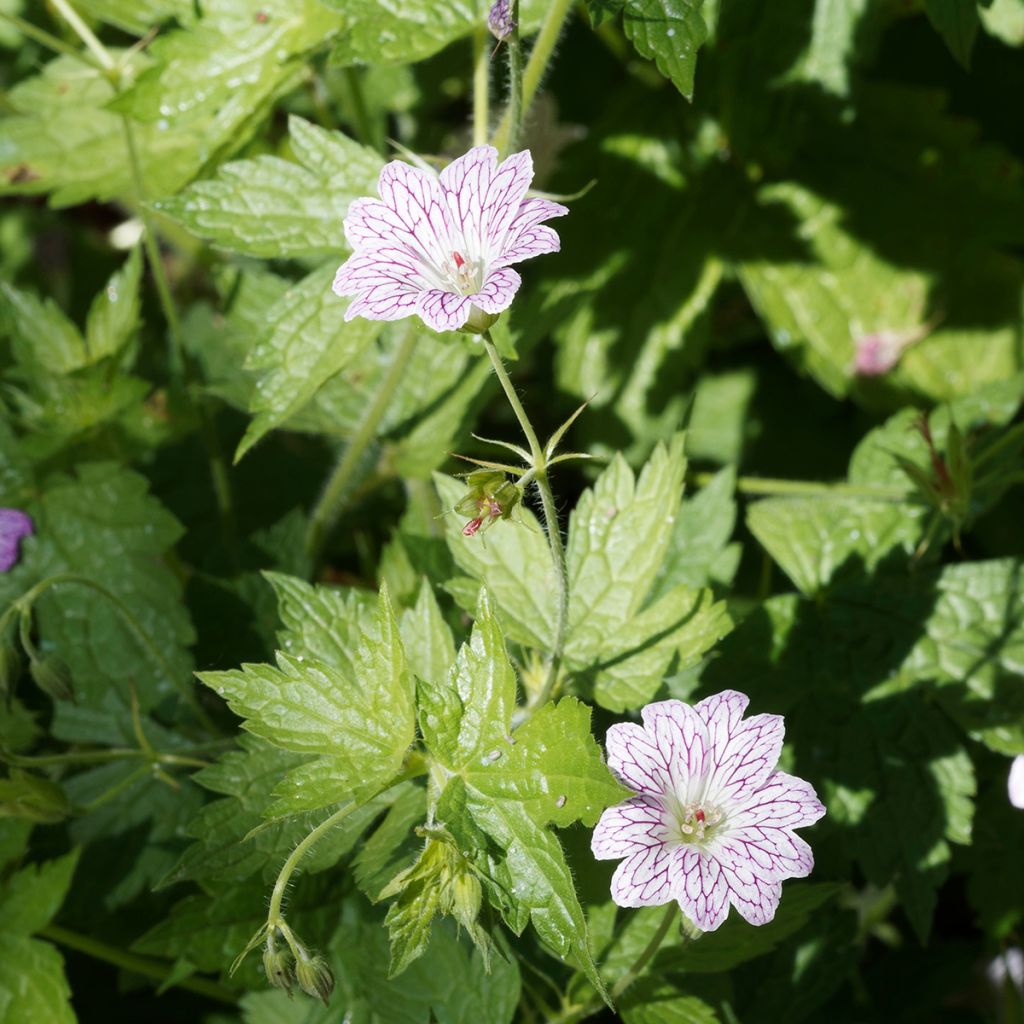 Kurjenpolvi - Geranium versicolor