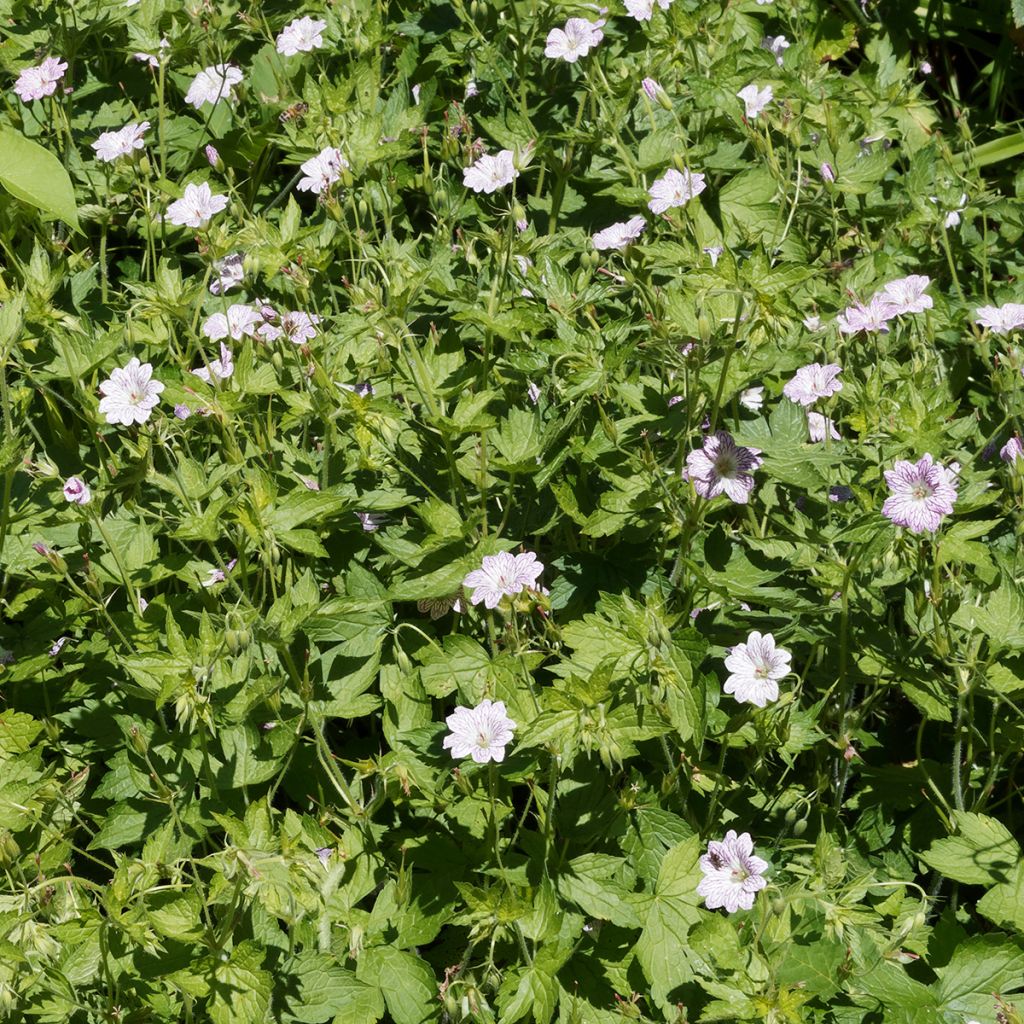 Kurjenpolvi - Geranium versicolor