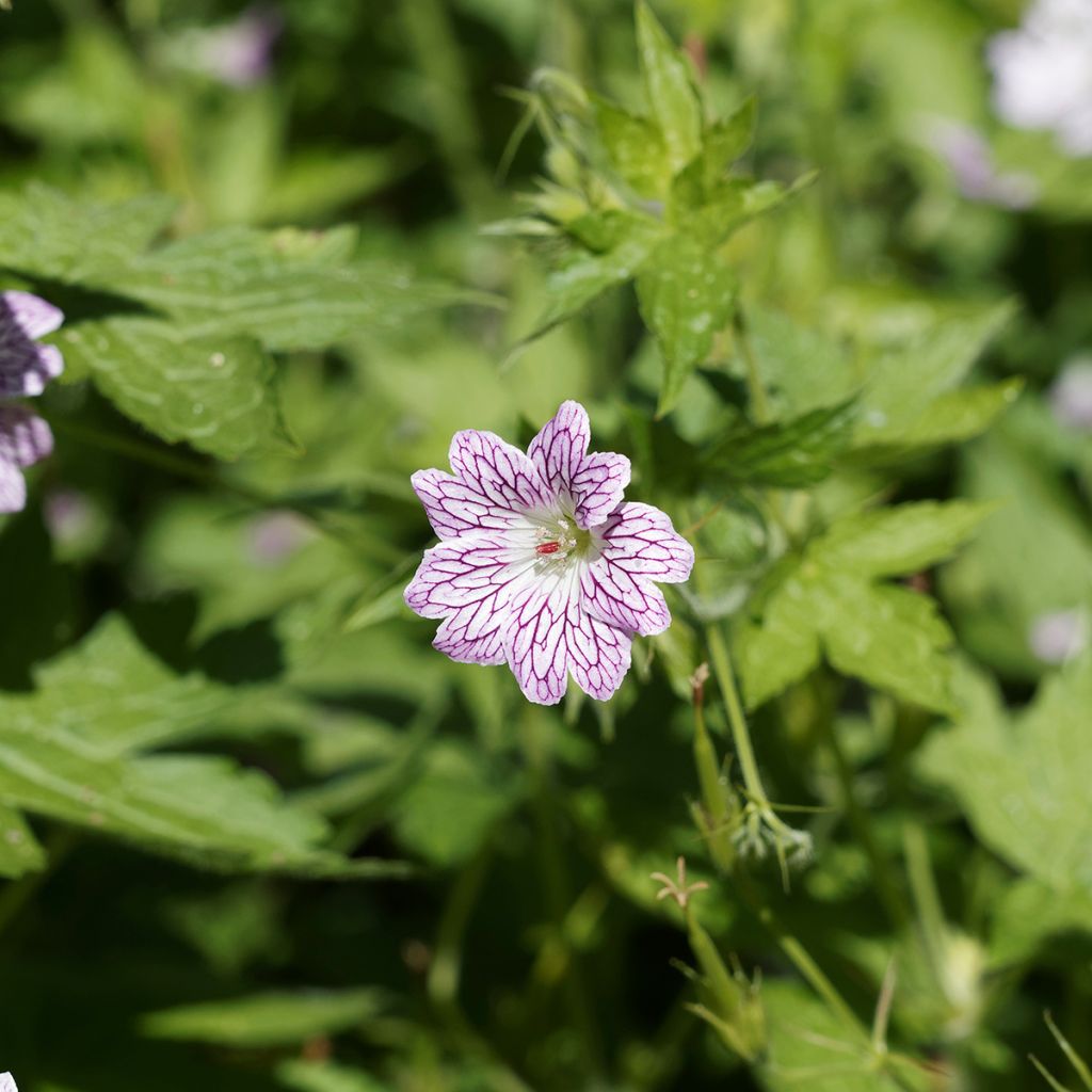 Kurjenpolvi - Geranium versicolor