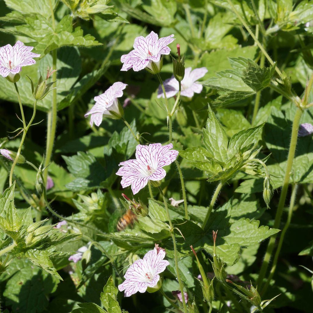 Kurjenpolvi - Geranium versicolor