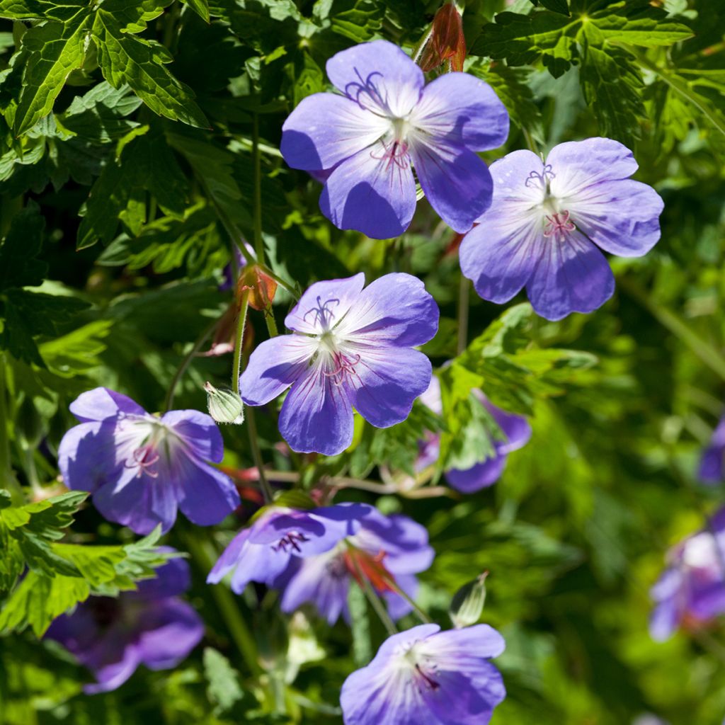 Mantsuriankurjenpolvi - Geranium wlassovianum