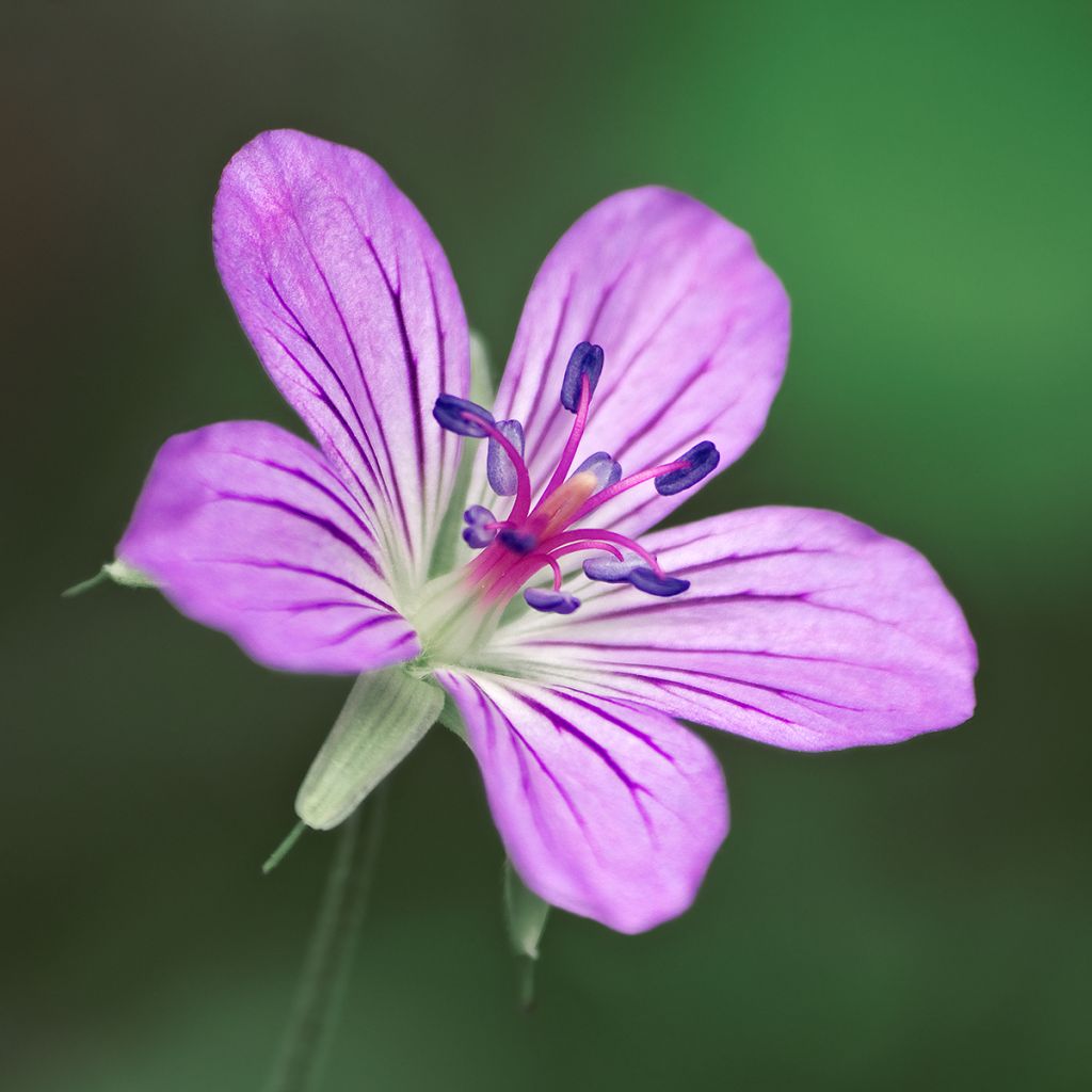 Mantsuriankurjenpolvi - Geranium wlassovianum