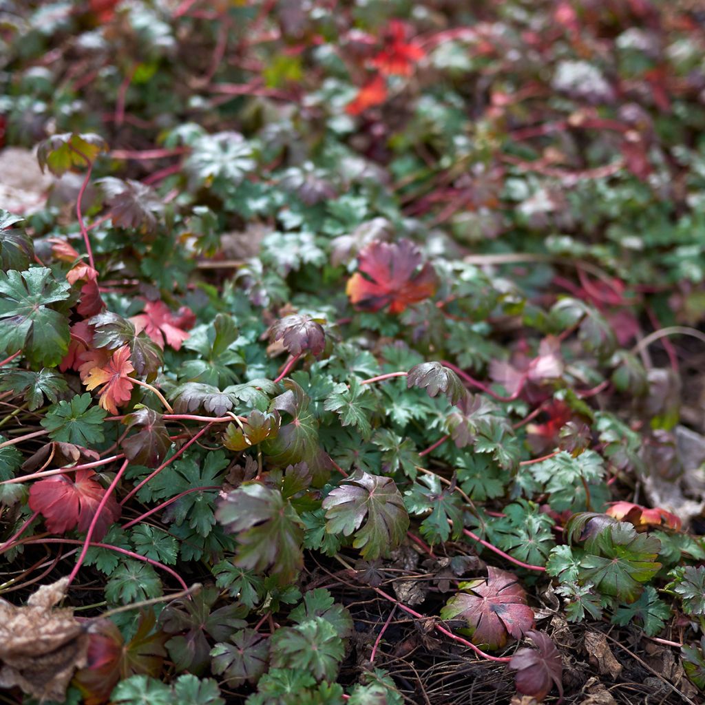 Mantsuriankurjenpolvi - Geranium wlassovianum