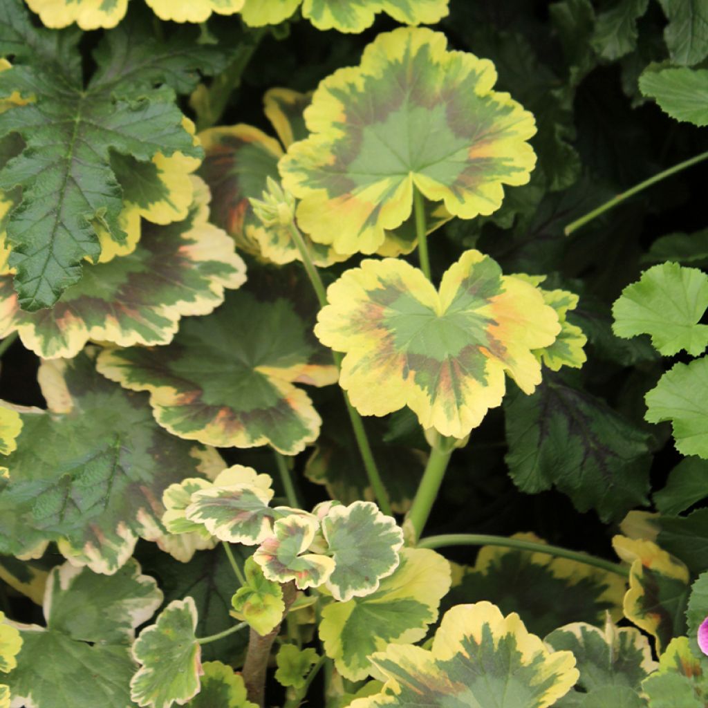 Vyöhykepelargoni Brocade Mrs Pollock