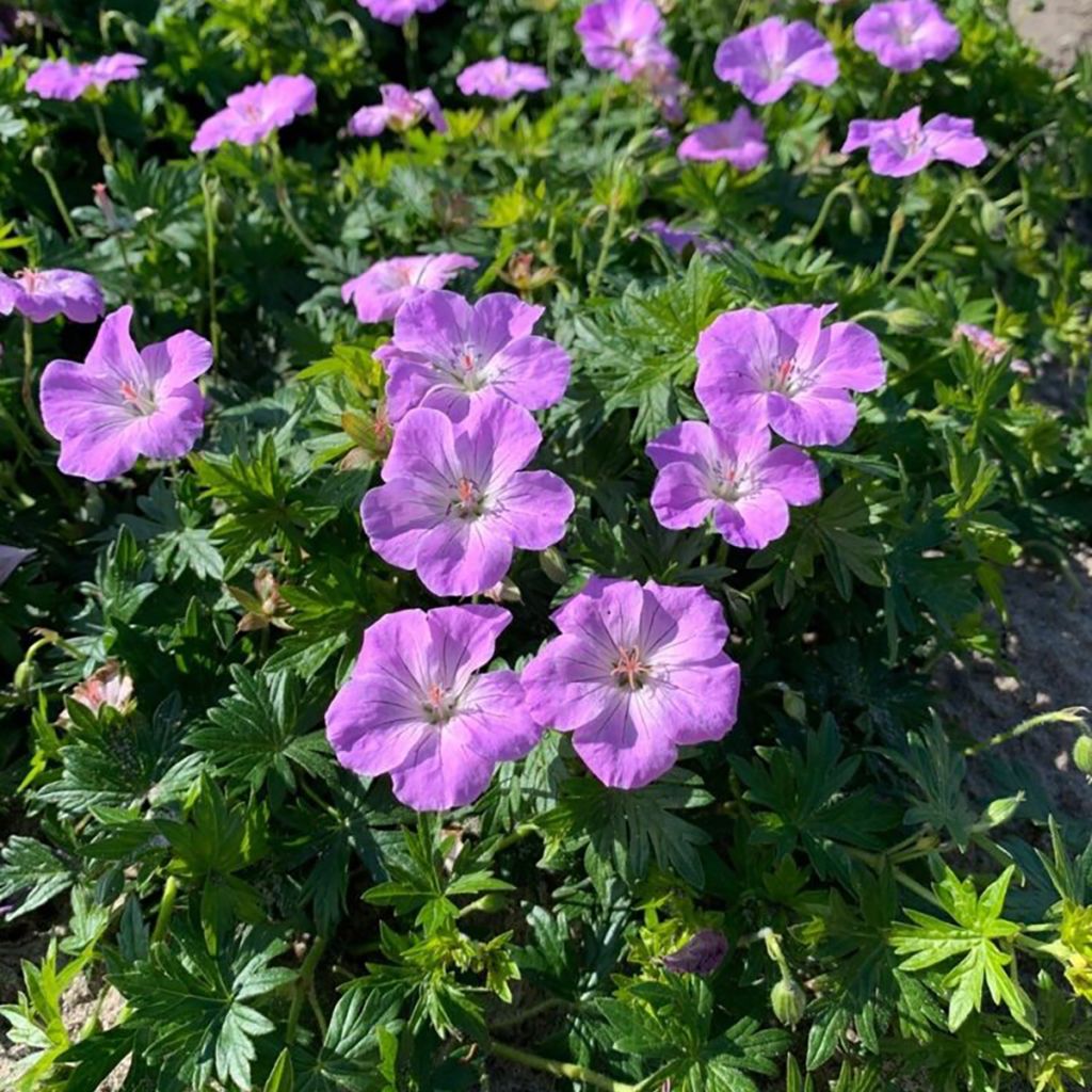 Verikurjenpolvi Frivolius Lilac