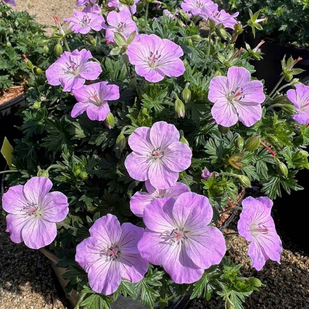 Verikurjenpolvi Frivolius Lilac