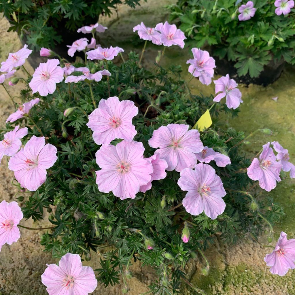 Verikurjenpolvi Frivolius Pink