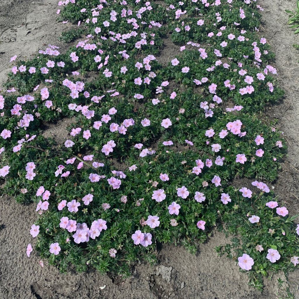 Verikurjenpolvi Frivolius Pink