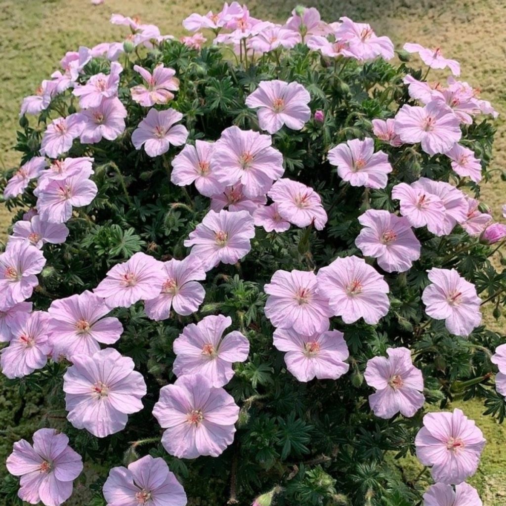 Verikurjenpolvi Frivolius Pink